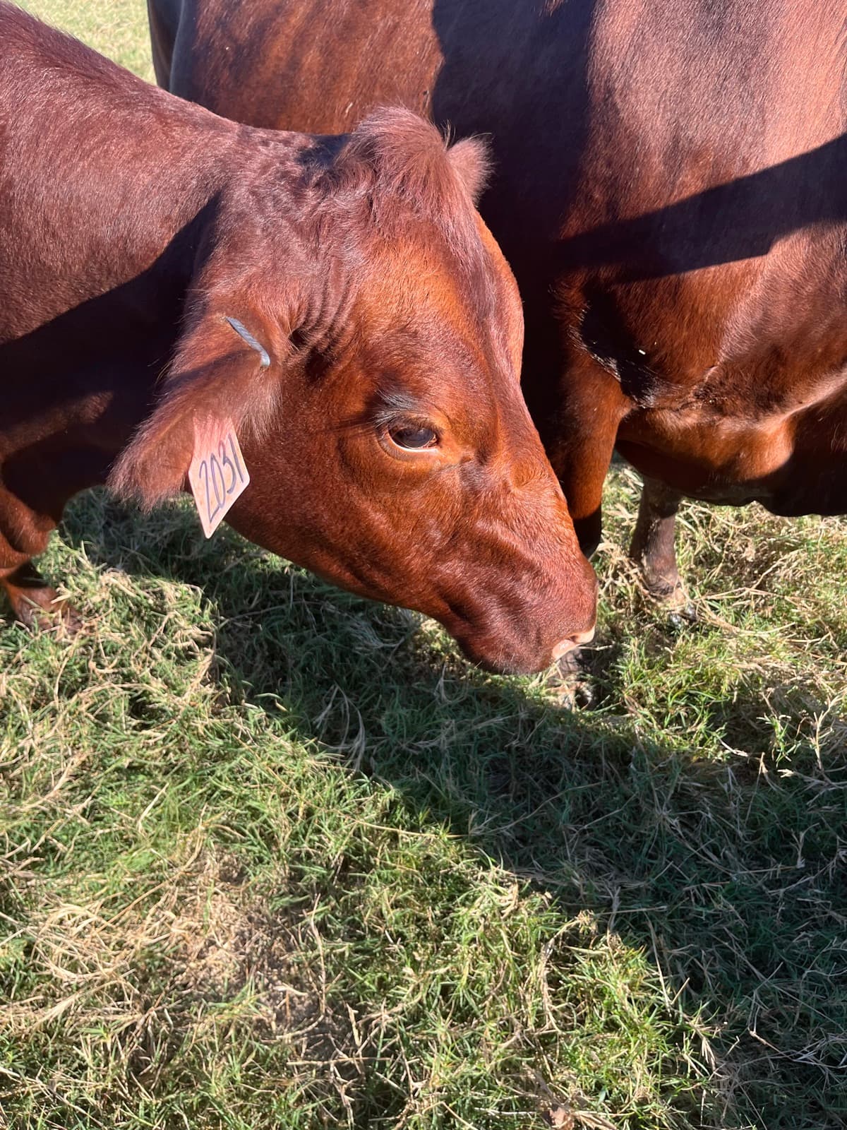 A steer grazing, up close