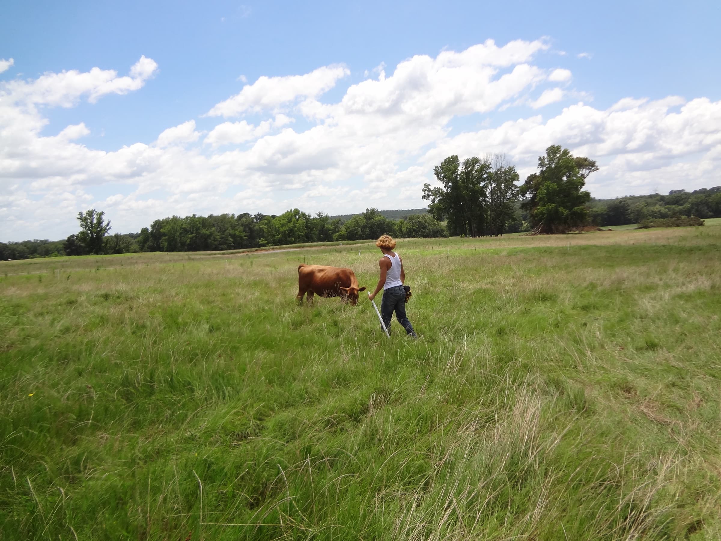 Walking a steer through summer pasture