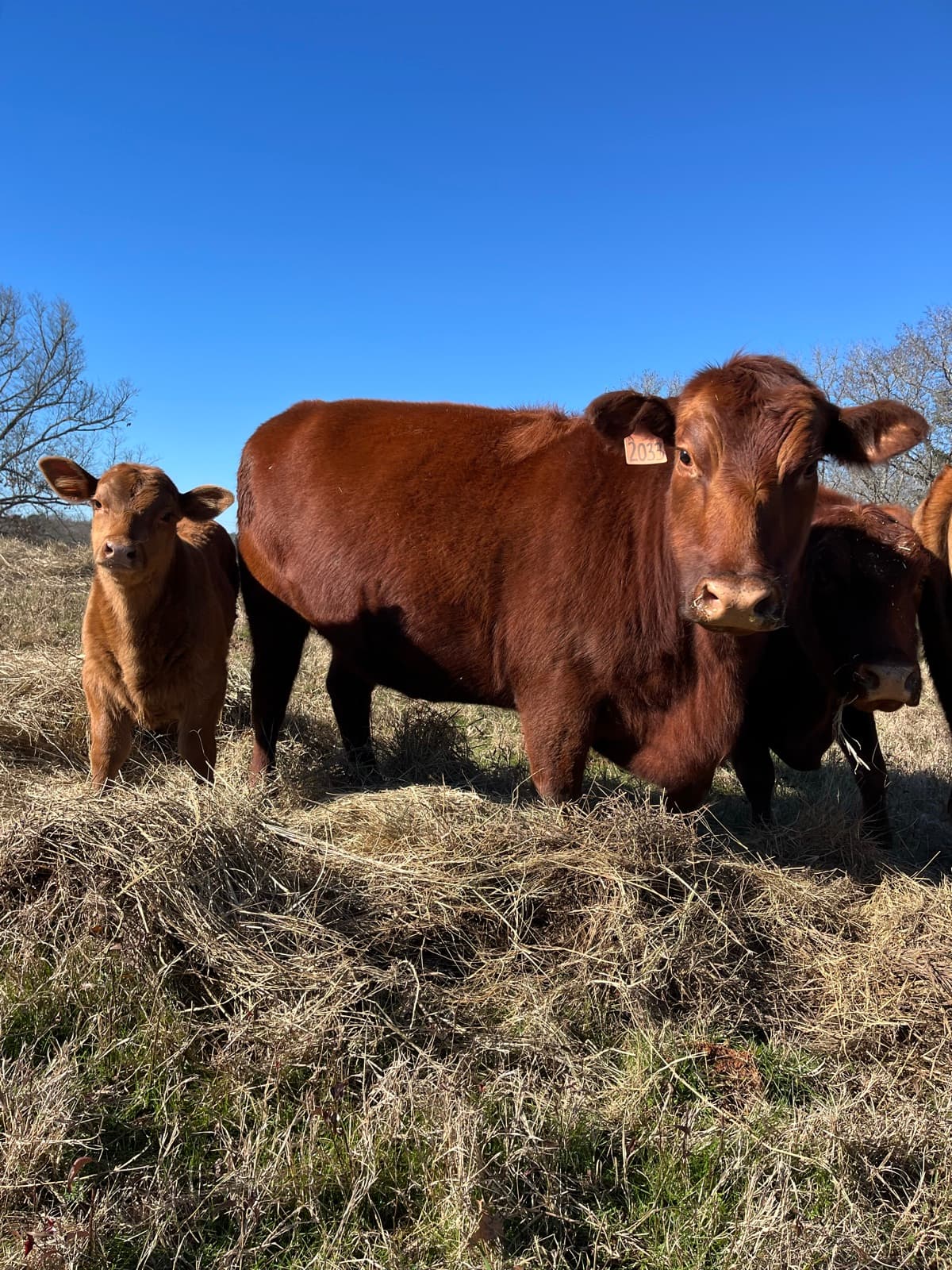 A Red Angus steer facing the camera